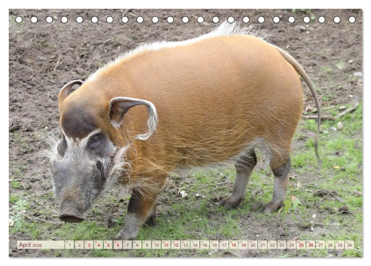 Bild: 9783457881491 | Tierische Schweinerei (Tischkalender 2026 DIN A5 quer), CALVENDO...
