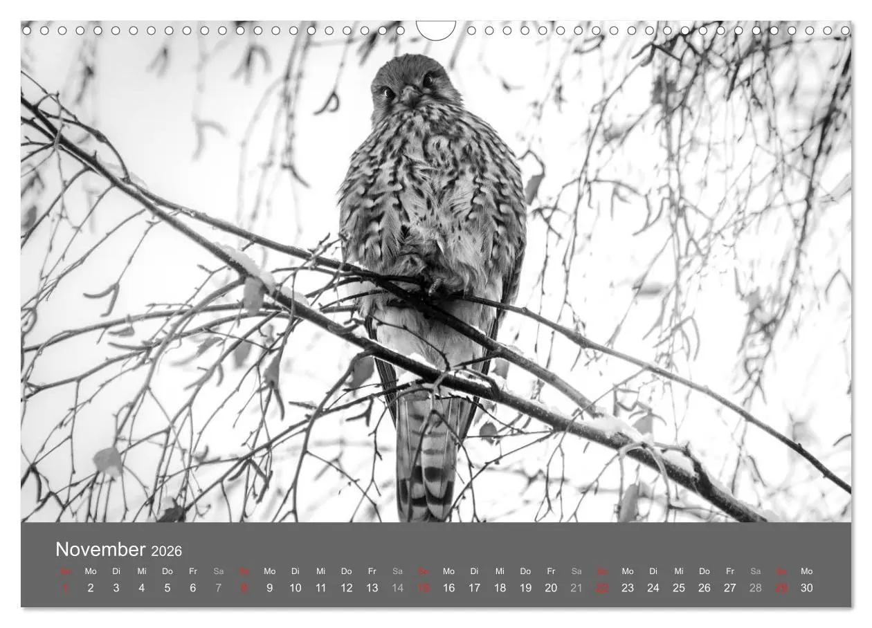 Bild: 9783457951491 | Tierische Augenblicke in Schwarz-Weiß (Wandkalender 2026 DIN A3...