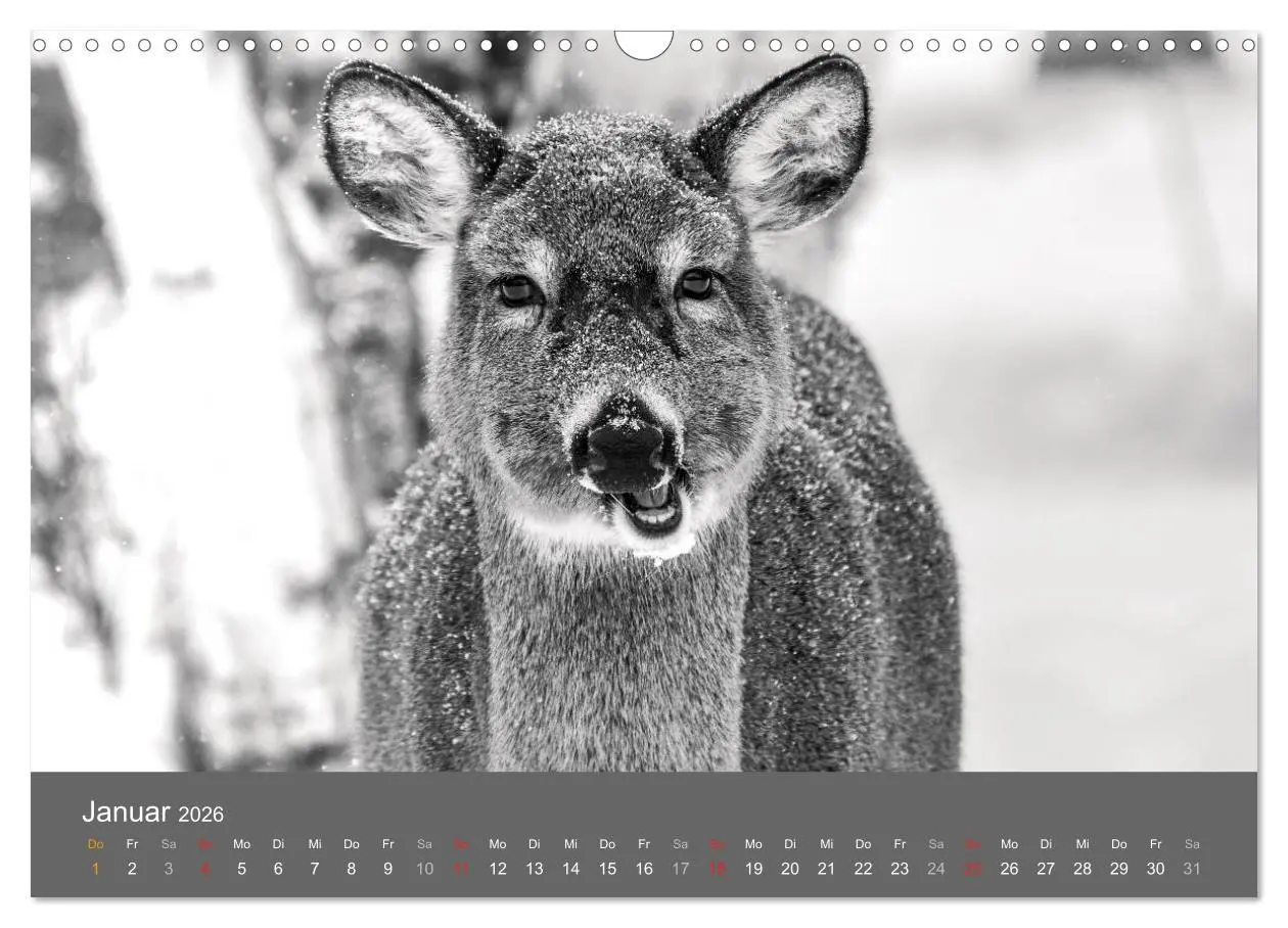 Bild: 9783457951491 | Tierische Augenblicke in Schwarz-Weiß (Wandkalender 2026 DIN A3...