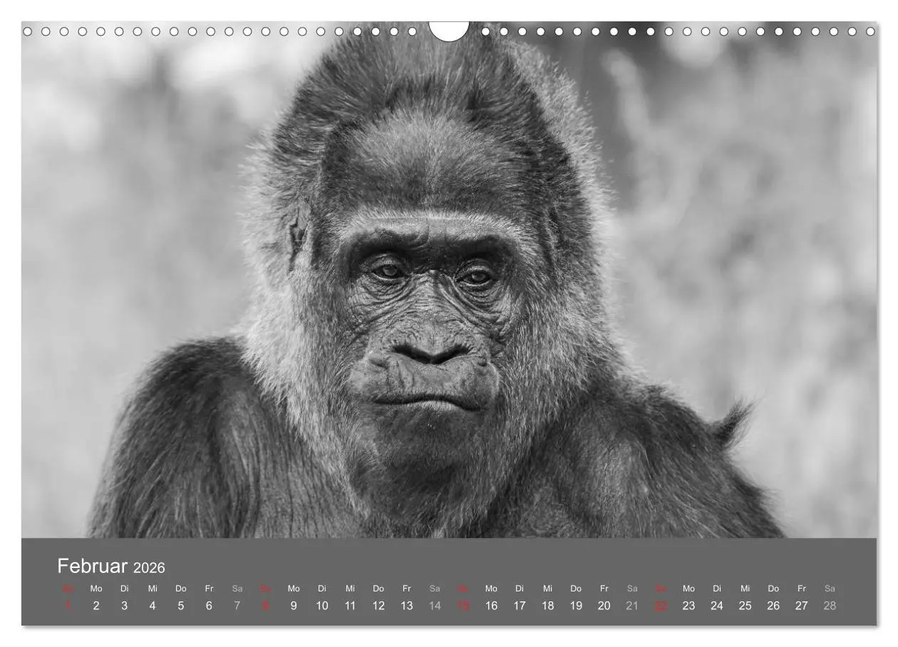 Bild: 9783457951491 | Tierische Augenblicke in Schwarz-Weiß (Wandkalender 2026 DIN A3...