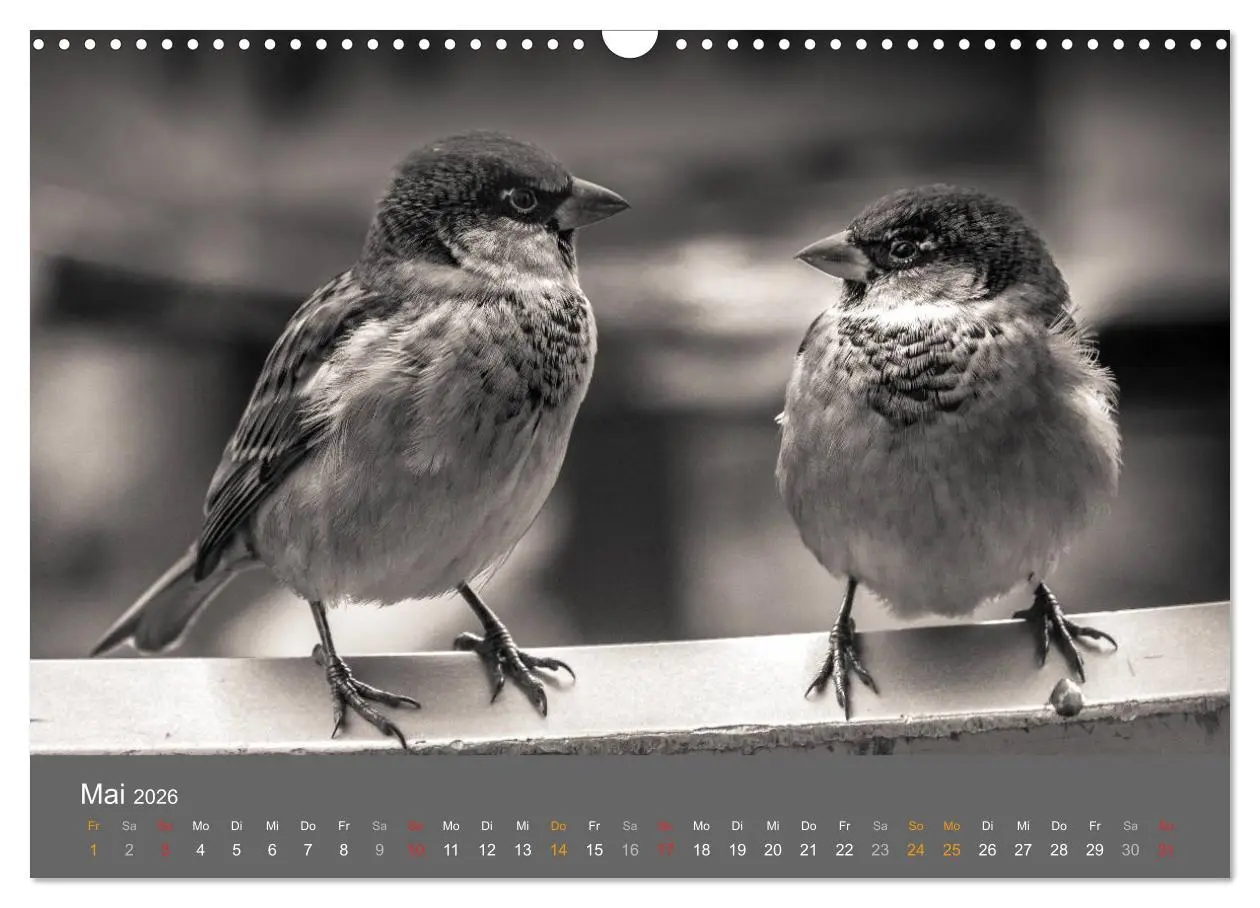 Bild: 9783457951491 | Tierische Augenblicke in Schwarz-Weiß (Wandkalender 2026 DIN A3...
