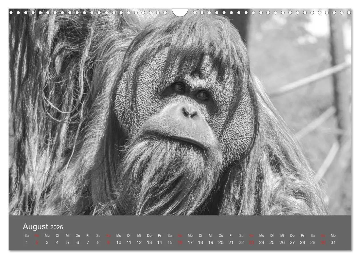 Bild: 9783457951491 | Tierische Augenblicke in Schwarz-Weiß (Wandkalender 2026 DIN A3...