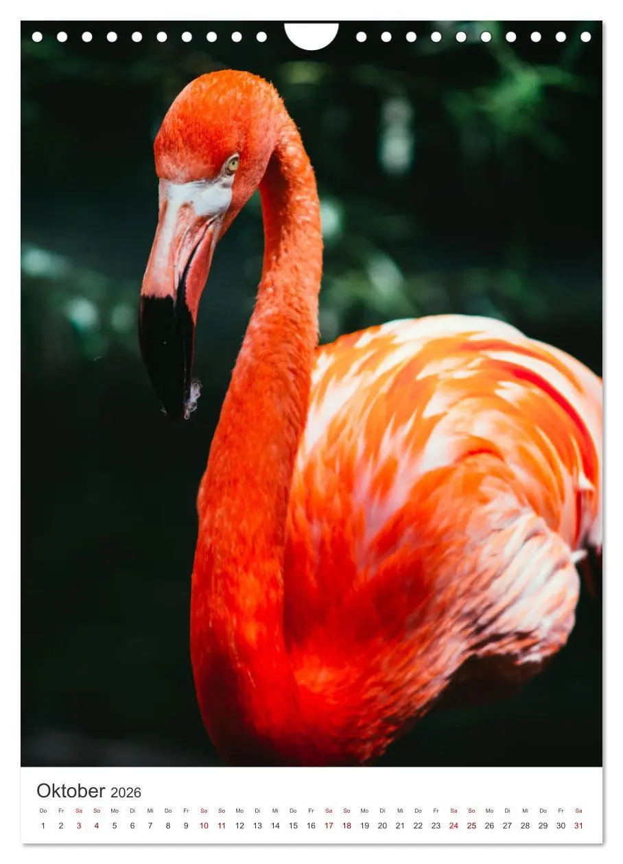 Bild: 9783516351491 | Flamingos in rosa Federpracht. (Wandkalender 2026 DIN A4 hoch),...