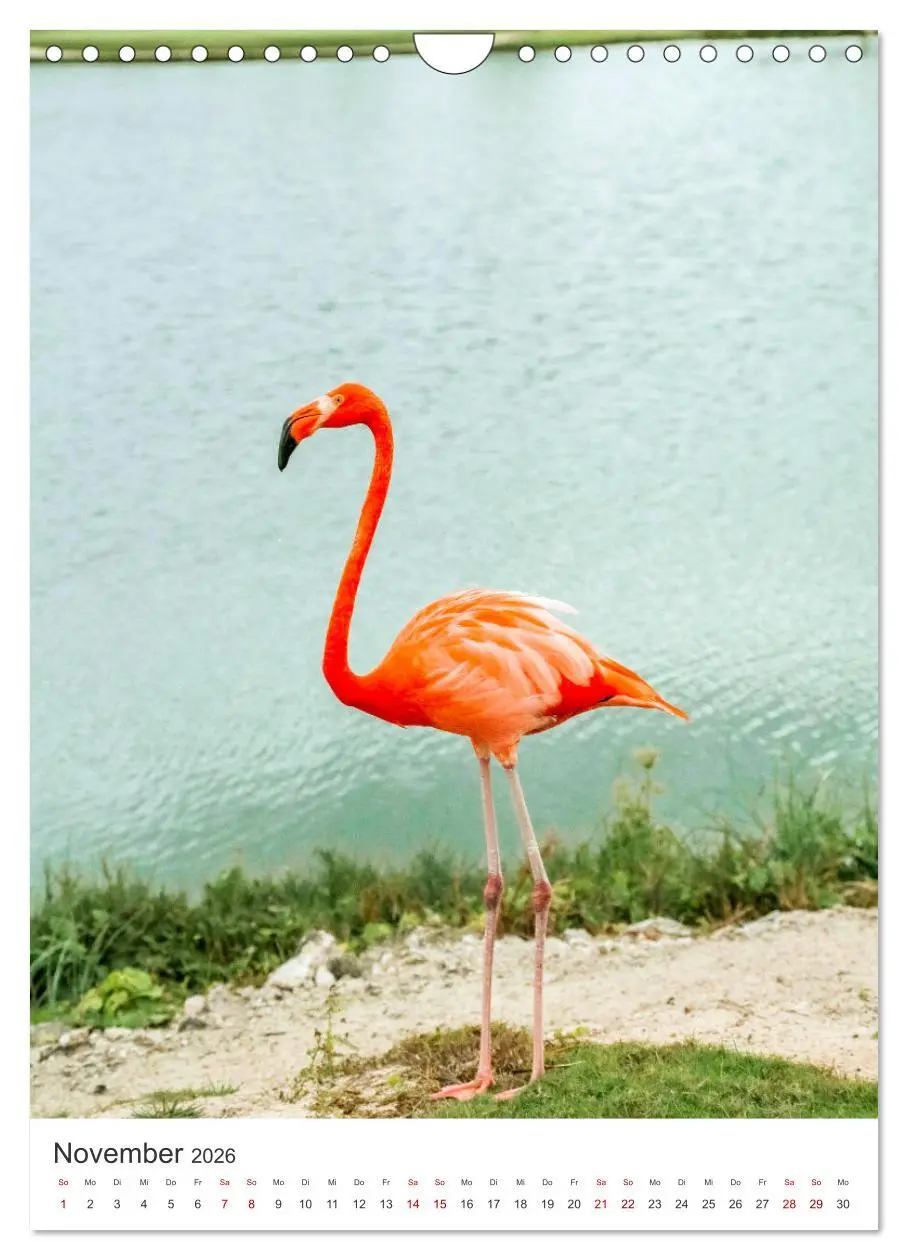 Bild: 9783516351491 | Flamingos in rosa Federpracht. (Wandkalender 2026 DIN A4 hoch),...