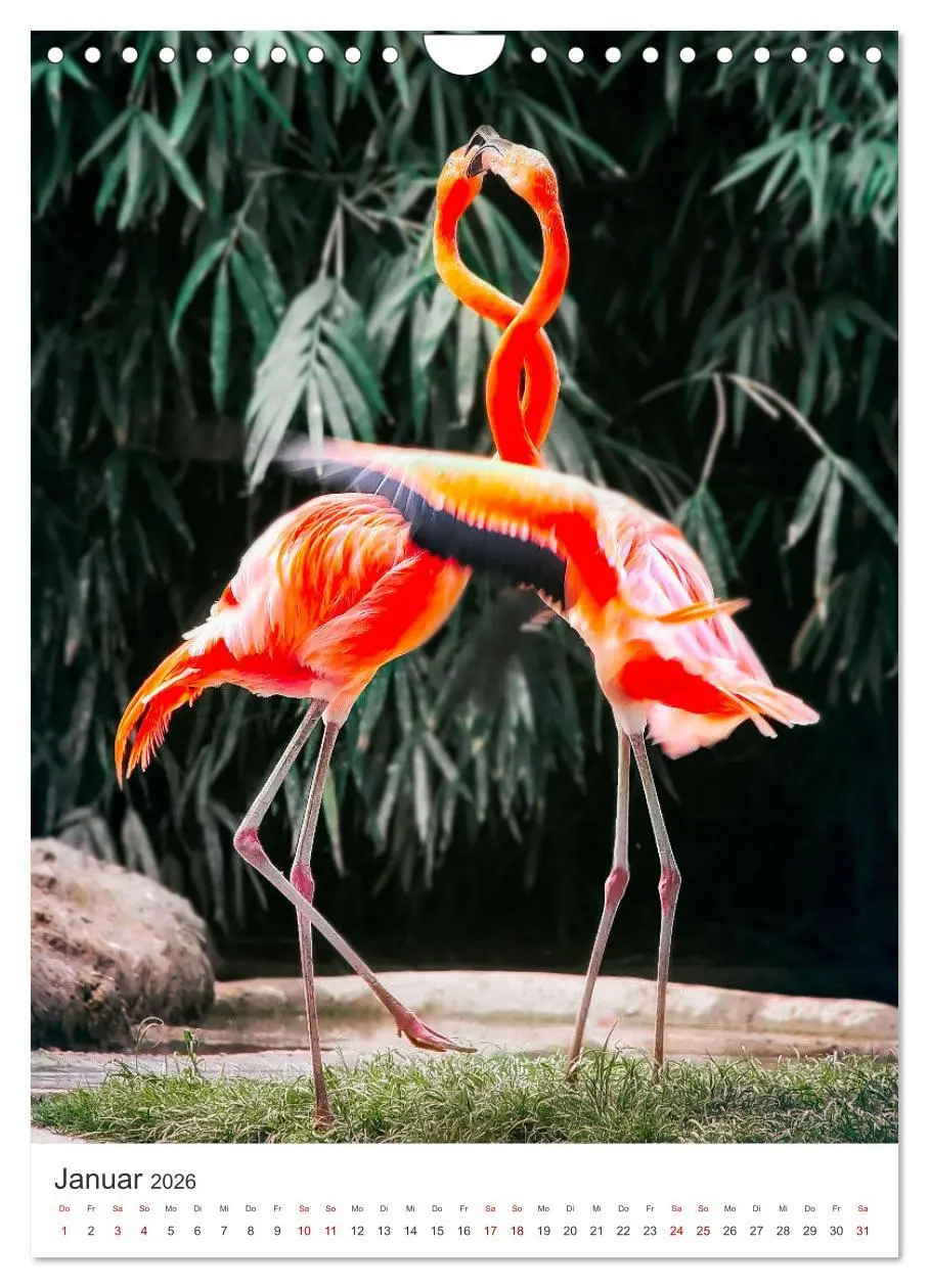 Bild: 9783516351491 | Flamingos in rosa Federpracht. (Wandkalender 2026 DIN A4 hoch),...
