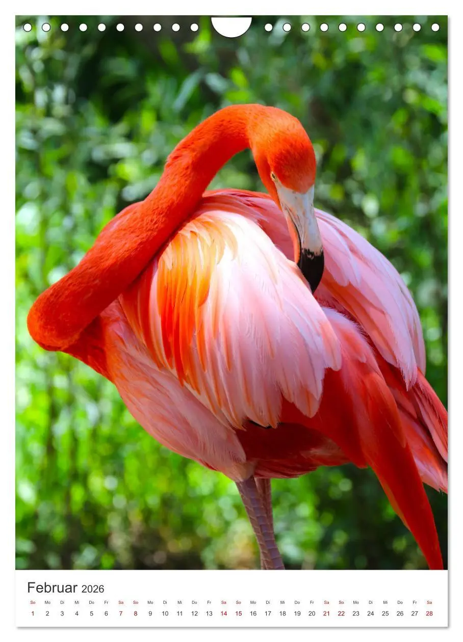 Bild: 9783516351491 | Flamingos in rosa Federpracht. (Wandkalender 2026 DIN A4 hoch),...