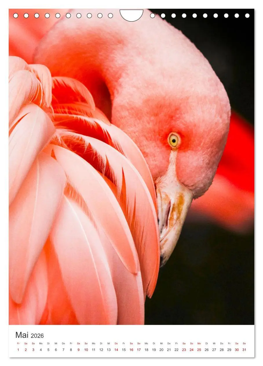 Bild: 9783516351491 | Flamingos in rosa Federpracht. (Wandkalender 2026 DIN A4 hoch),...