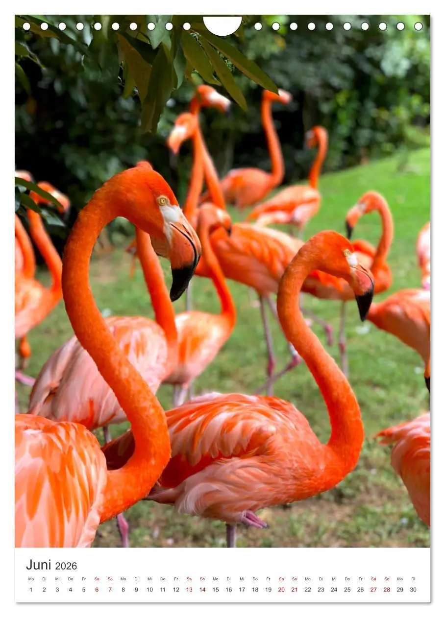 Bild: 9783516351491 | Flamingos in rosa Federpracht. (Wandkalender 2026 DIN A4 hoch),...
