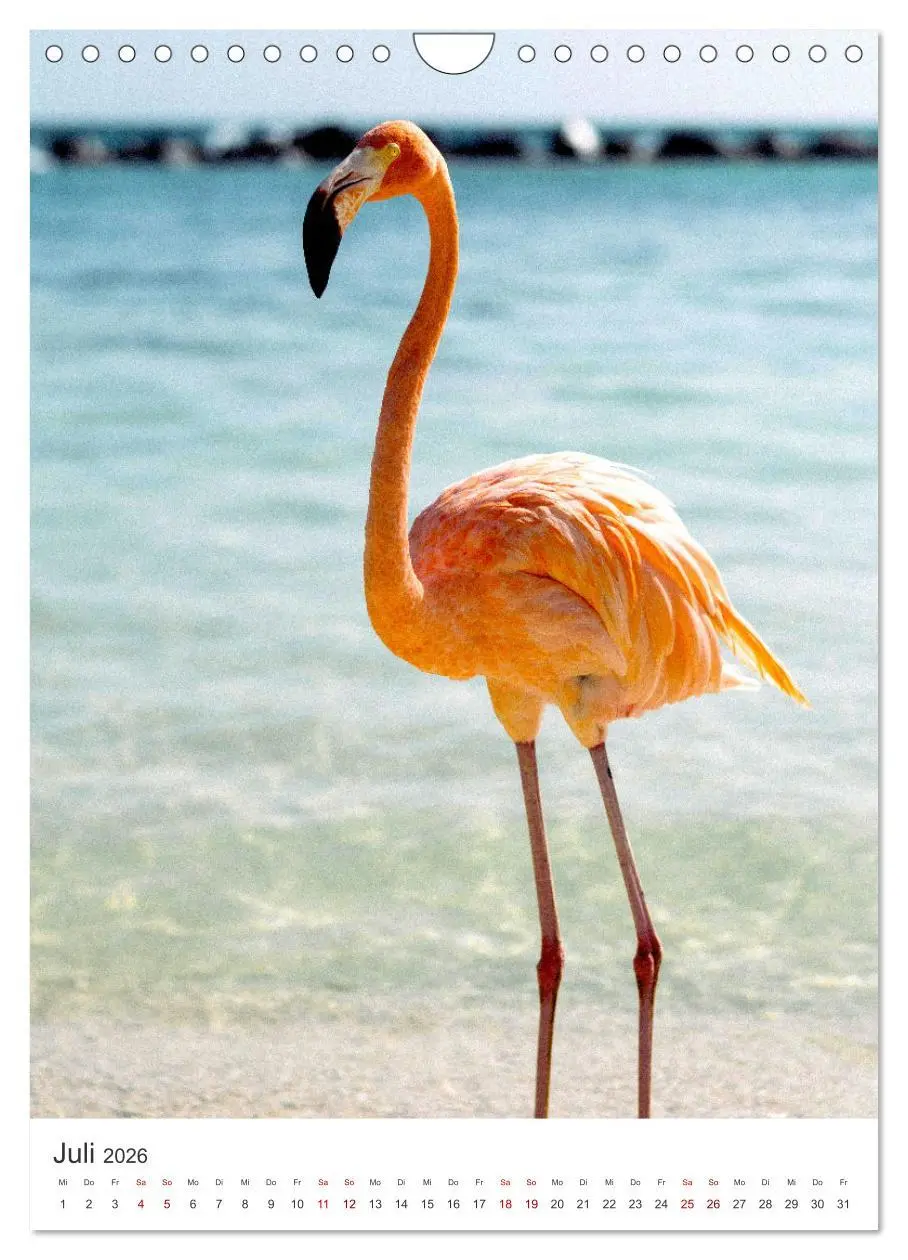 Bild: 9783516351491 | Flamingos in rosa Federpracht. (Wandkalender 2026 DIN A4 hoch),...