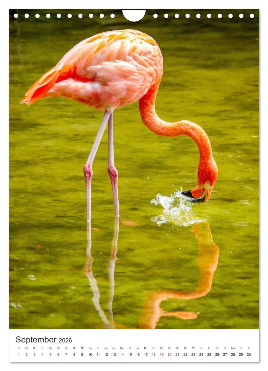 Bild: 9783516351491 | Flamingos in rosa Federpracht. (Wandkalender 2026 DIN A4 hoch),...