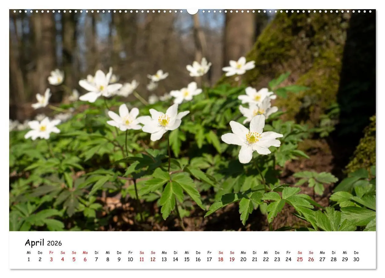 Bild: 9783457561591 | Heimat Entdecken - Odenthal im Bergischen Land (Wandkalender 2026...