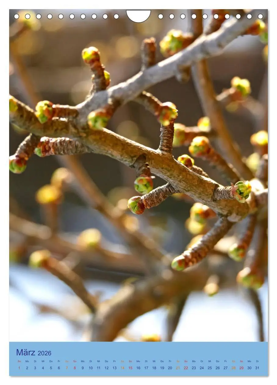 Bild: 9783516401691 | Ginkgo (Wandkalender 2026 DIN A4 hoch), CALVENDO Monatskalender | 2026