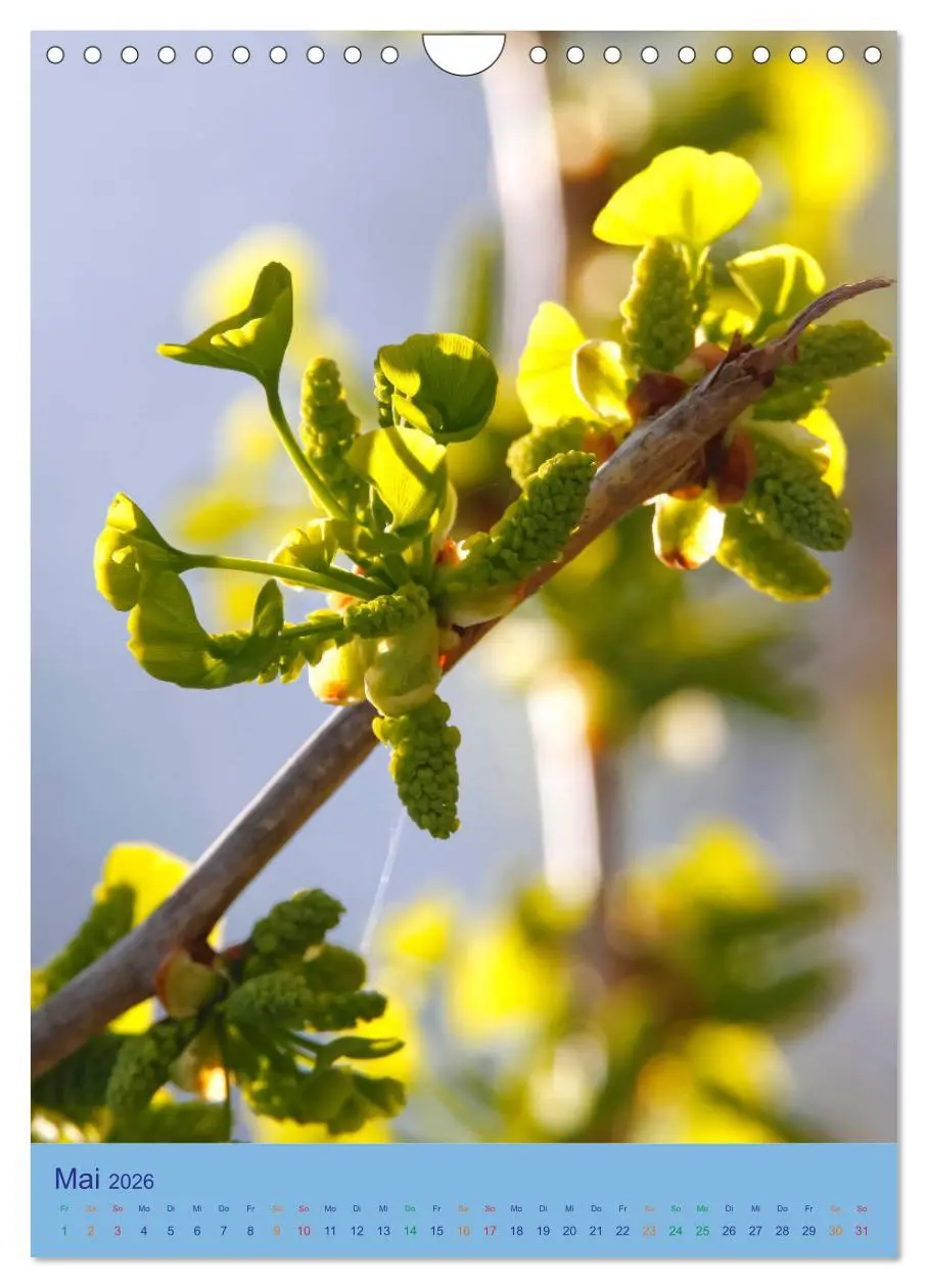 Bild: 9783516401691 | Ginkgo (Wandkalender 2026 DIN A4 hoch), CALVENDO Monatskalender | 2026
