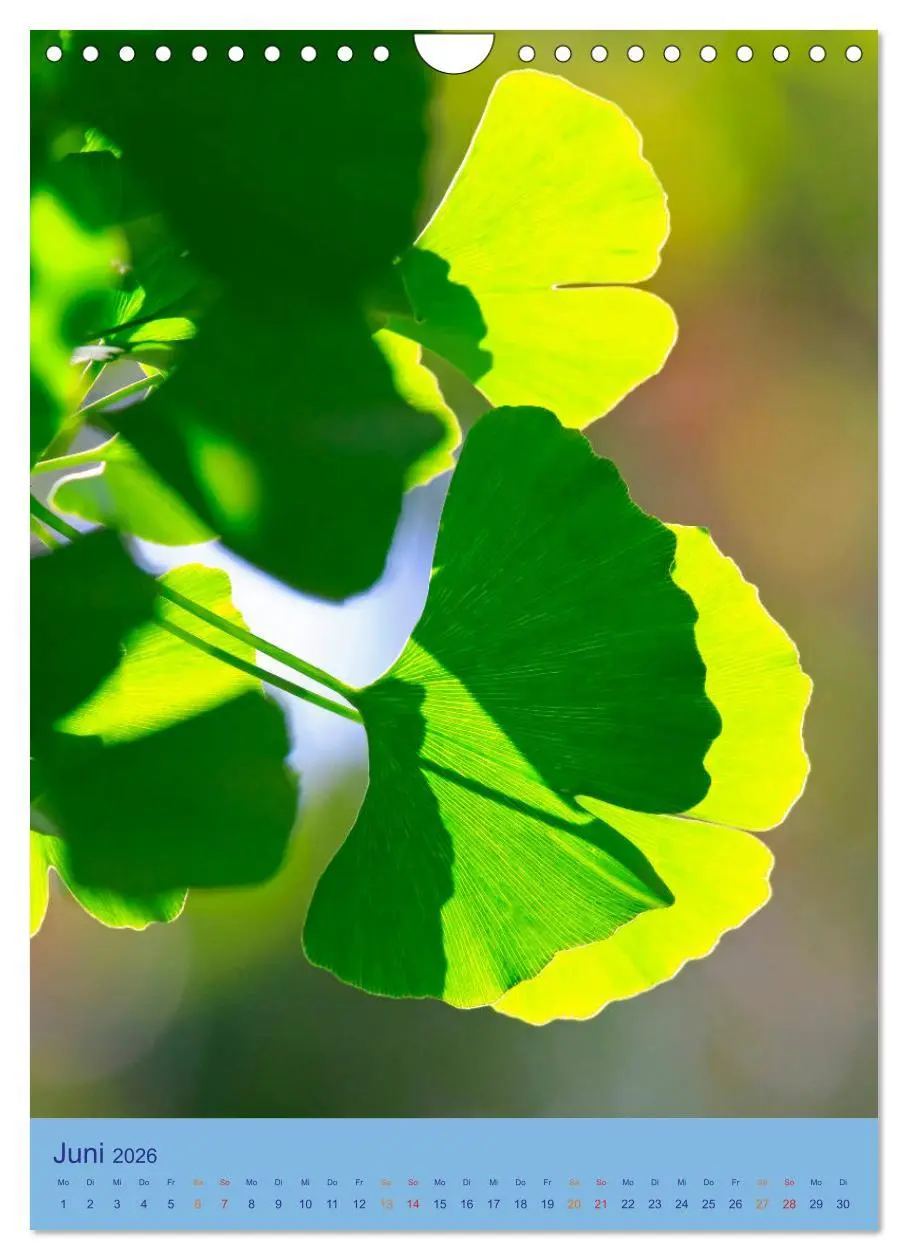 Bild: 9783516401691 | Ginkgo (Wandkalender 2026 DIN A4 hoch), CALVENDO Monatskalender | 2026