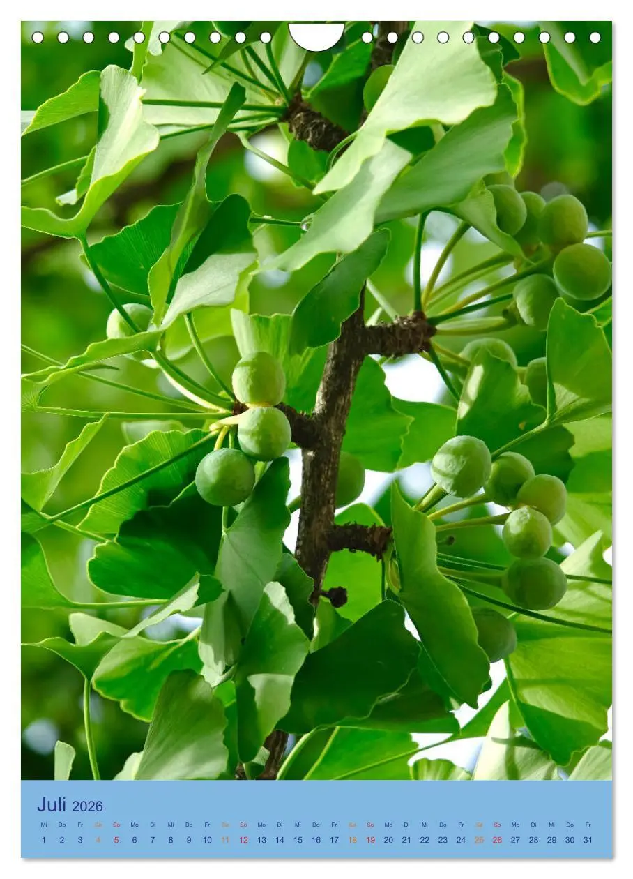 Bild: 9783516401691 | Ginkgo (Wandkalender 2026 DIN A4 hoch), CALVENDO Monatskalender | 2026