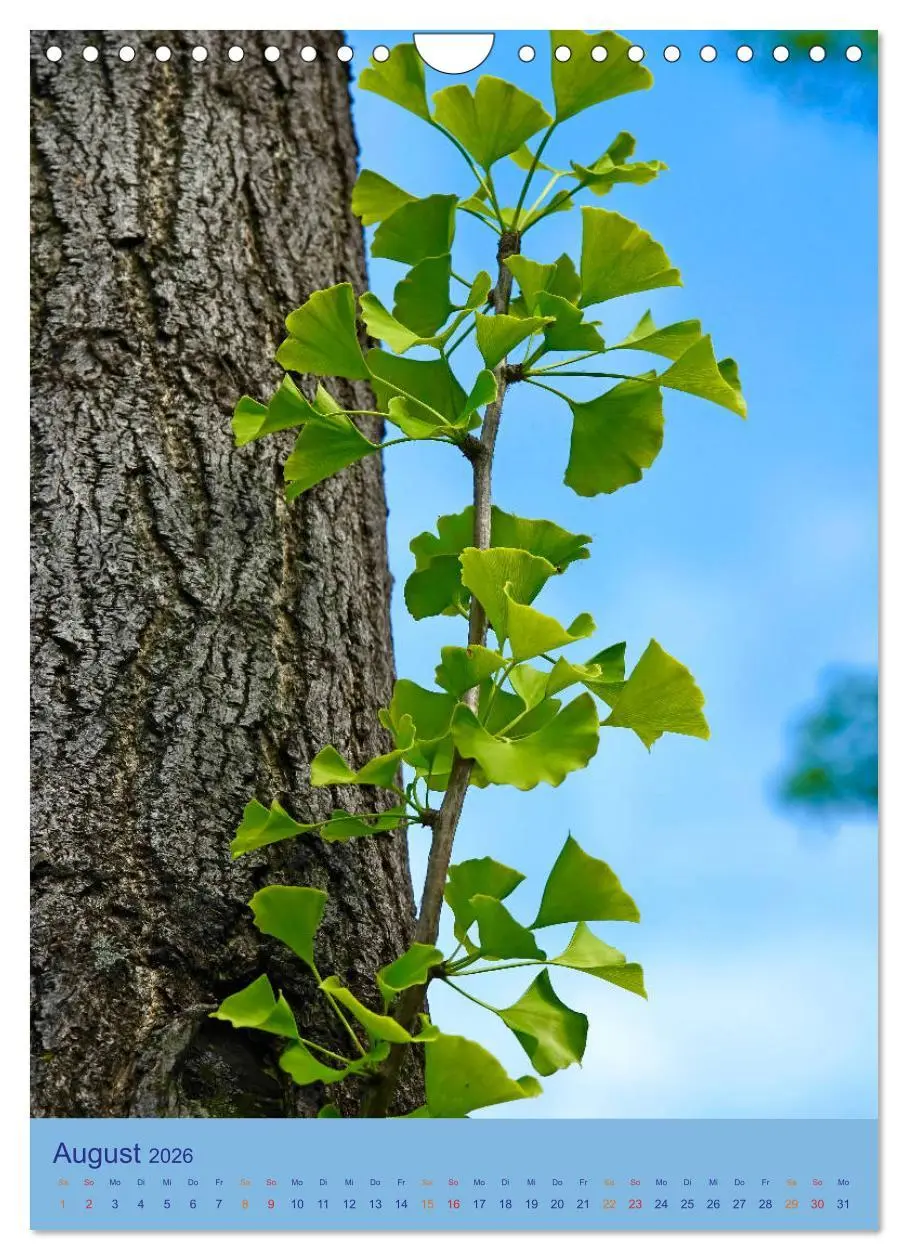 Bild: 9783516401691 | Ginkgo (Wandkalender 2026 DIN A4 hoch), CALVENDO Monatskalender | 2026