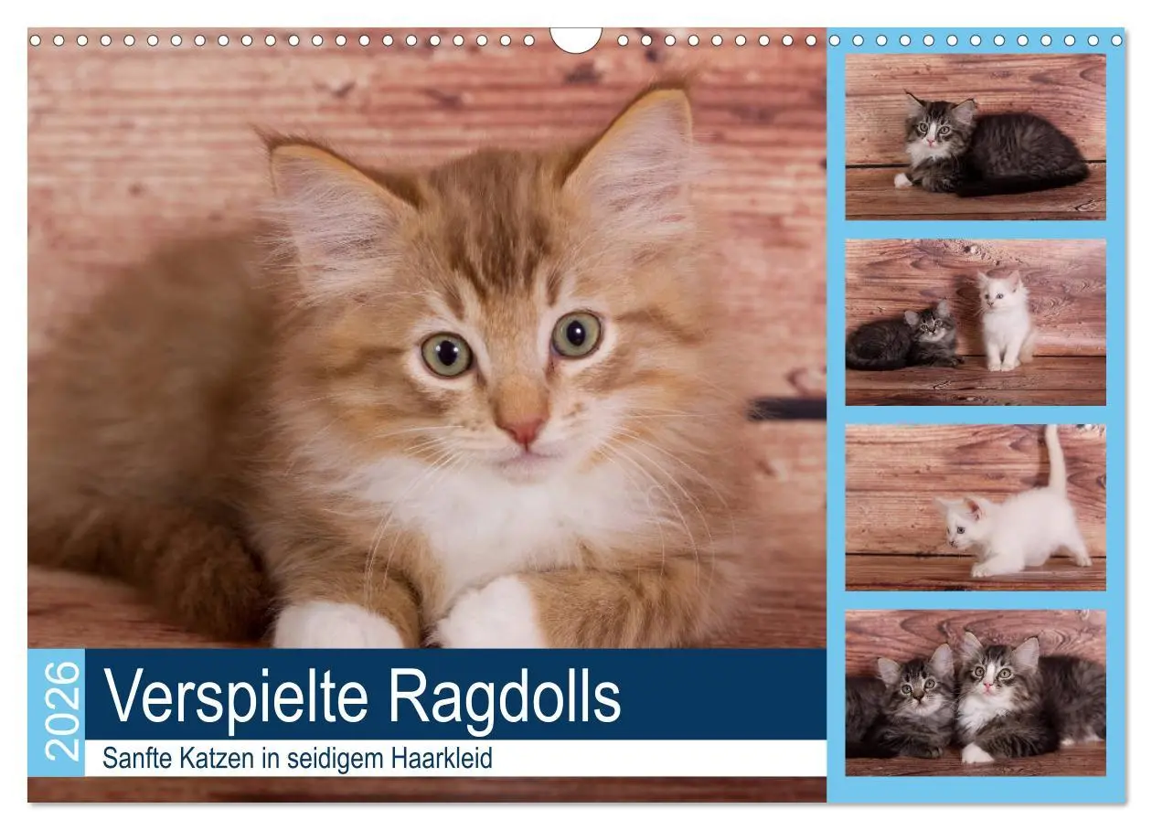 Cover: 9783457841891 | Verspielte Ragdolls -Sanfte Katzen in seidigem Haarkleid...