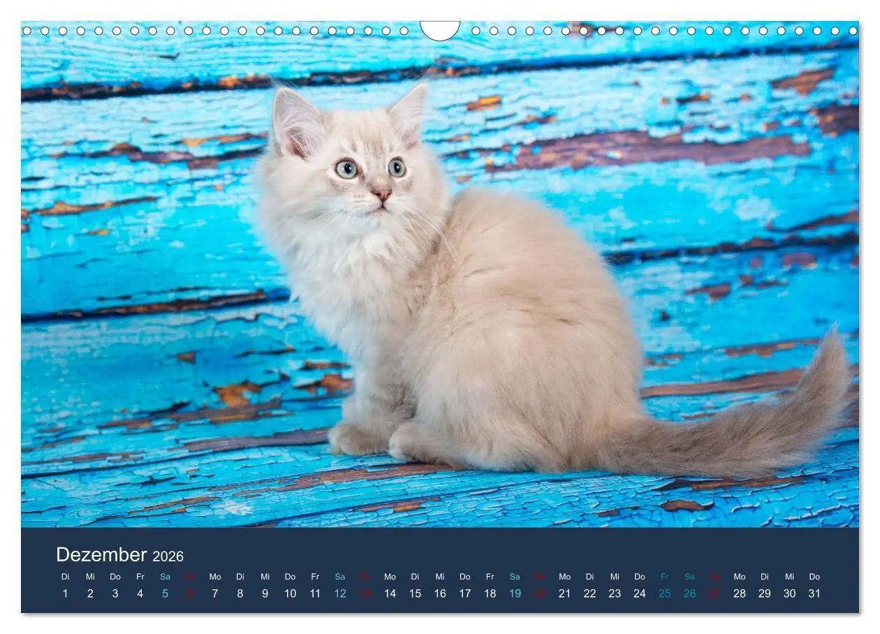 Bild: 9783457841891 | Verspielte Ragdolls -Sanfte Katzen in seidigem Haarkleid...