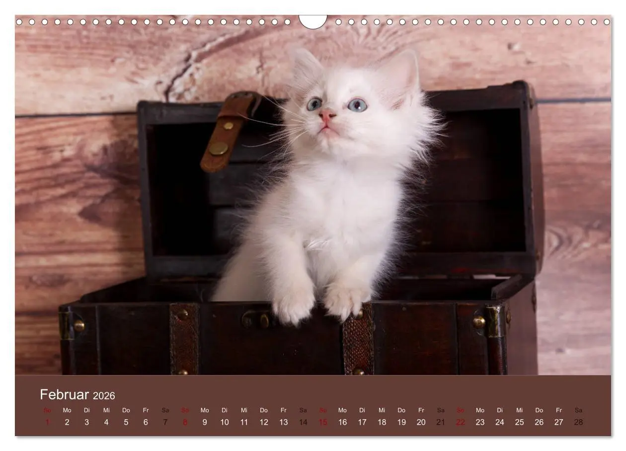 Bild: 9783457841891 | Verspielte Ragdolls -Sanfte Katzen in seidigem Haarkleid...