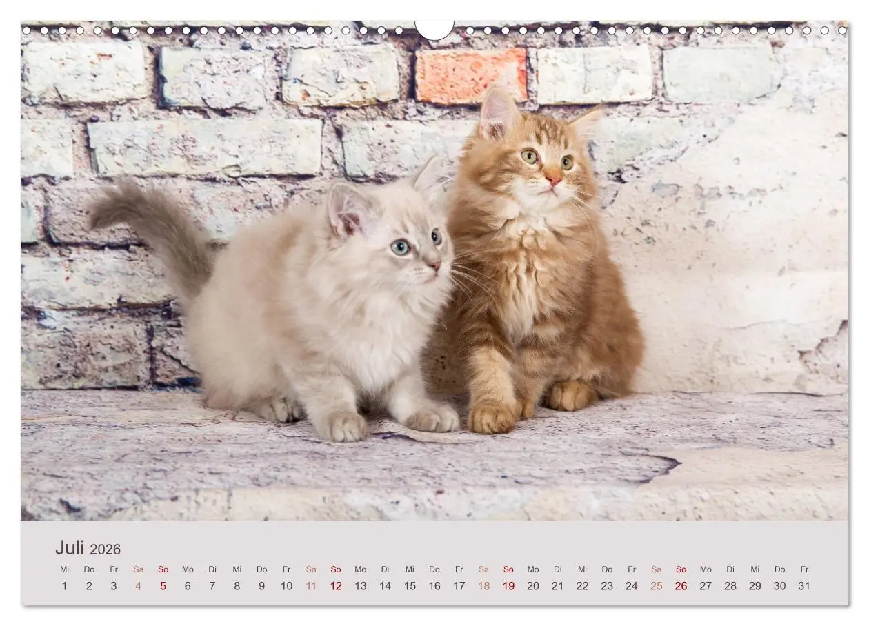 Bild: 9783457841891 | Verspielte Ragdolls -Sanfte Katzen in seidigem Haarkleid...