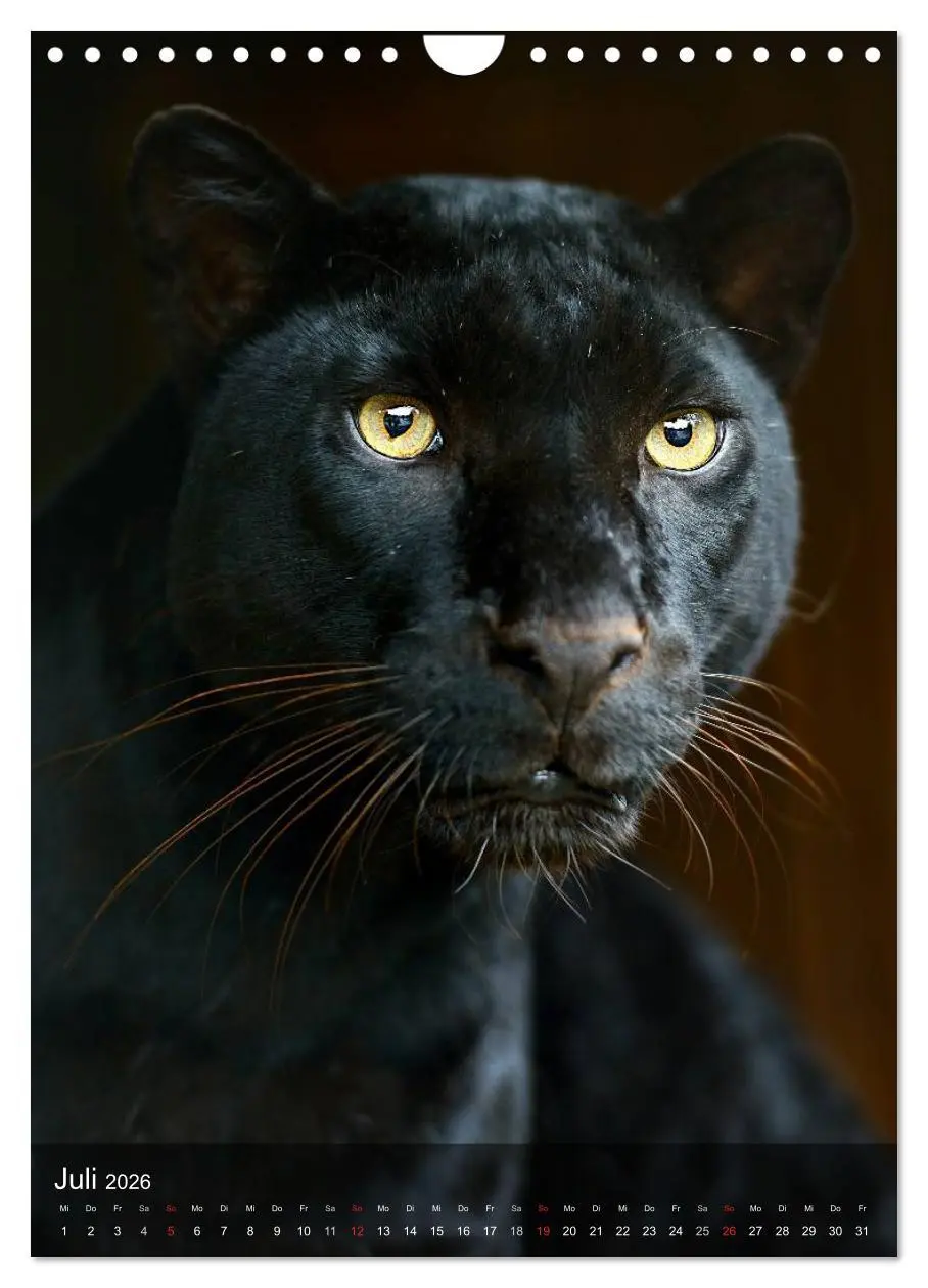Bild: 9783516471991 | Großkatzen. Raubkatzengesichter (Wandkalender 2026 DIN A4 hoch),...