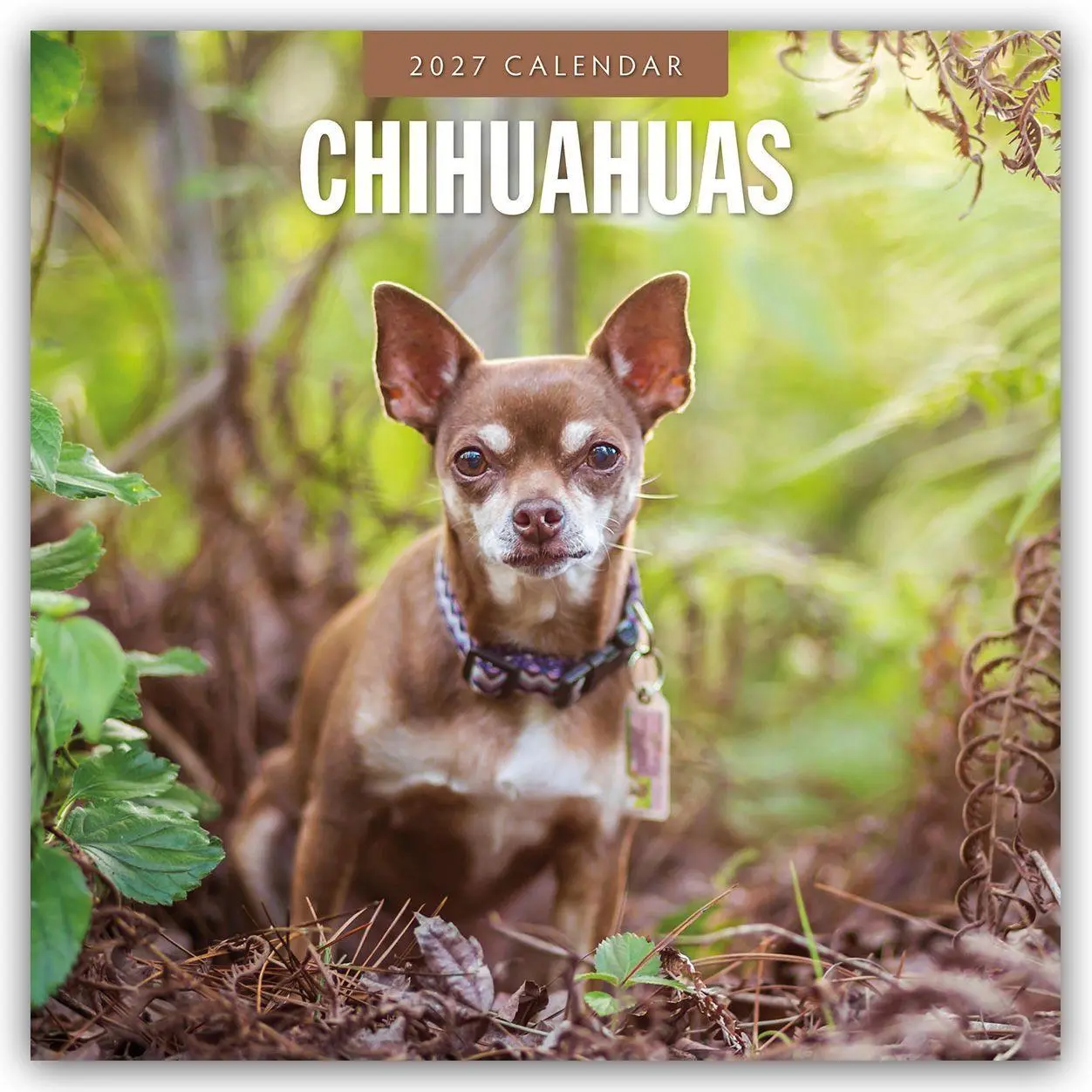 Cover: 9781837012091 | Chihuahuas - Chihuahua 2027 - 16-Monatskalender | Robin Red | Kalender