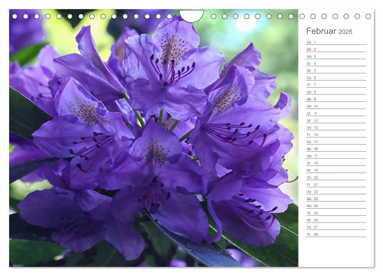 Bild: 9783435492091 | Rhododendron Schönheiten im Garten (Wandkalender 2025 DIN A4 quer),...