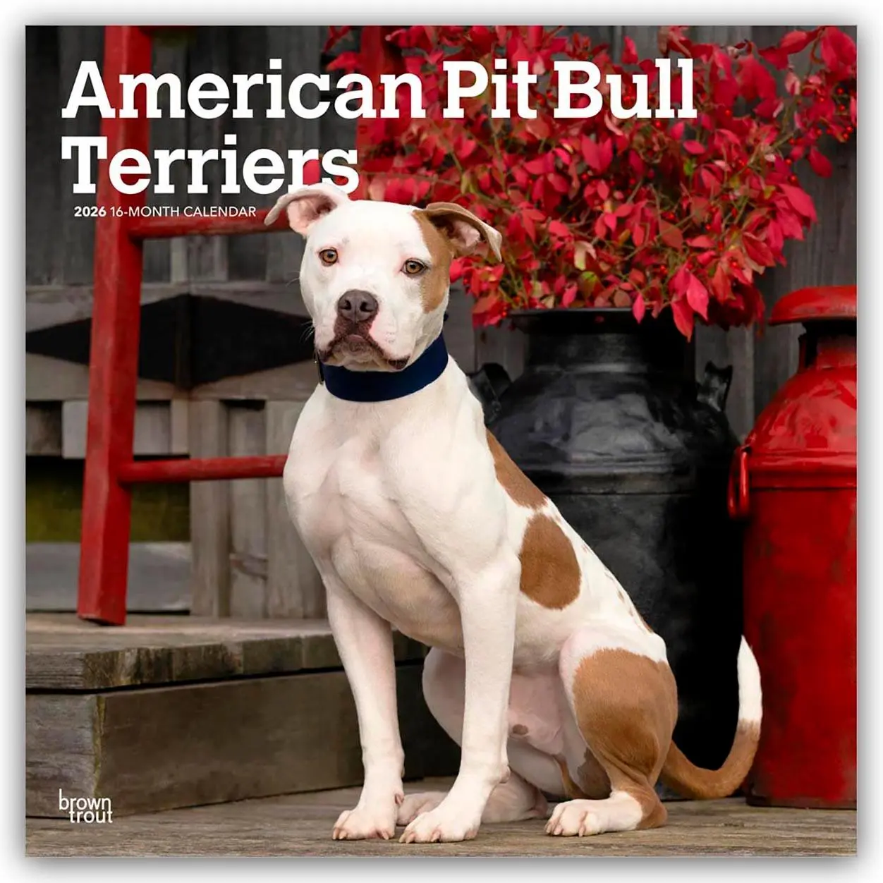 Cover: 9798330702091 | American Pit Bull Terriers 2026 - 16-Monatskalender | Publishers