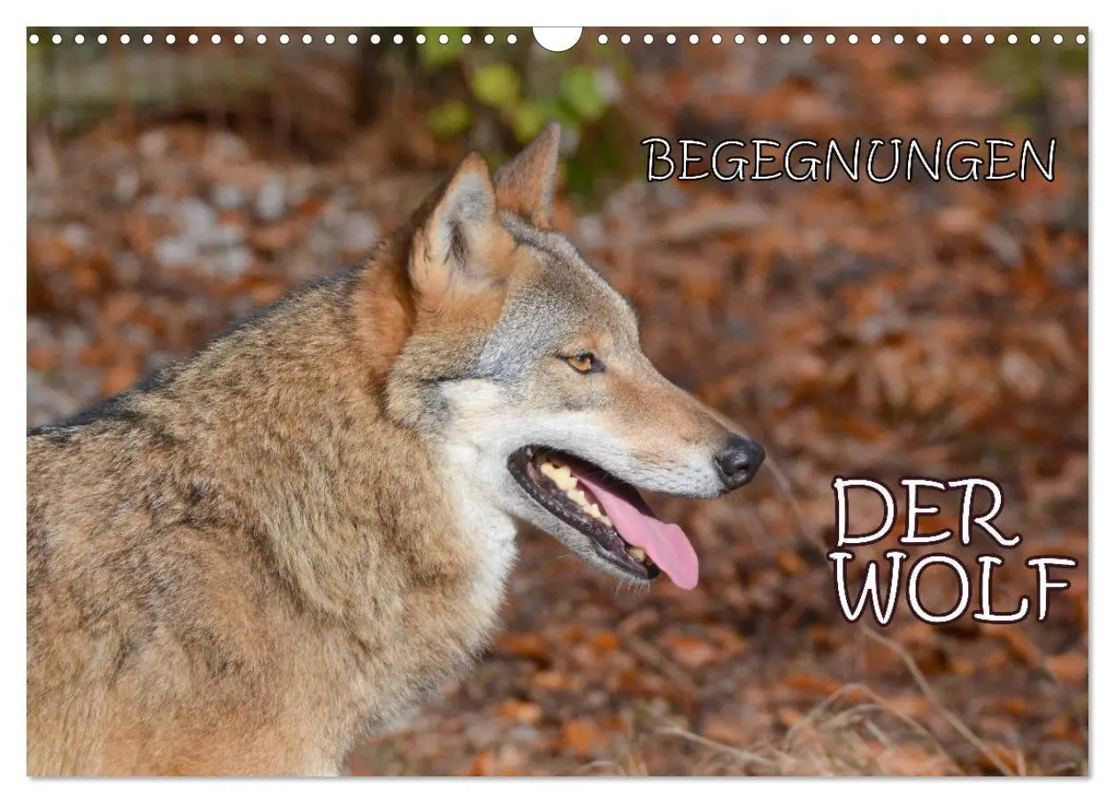 Cover: 9783457872291 | Begegnungen DER WOLF (Wandkalender 2026 DIN A3 quer), CALVENDO...