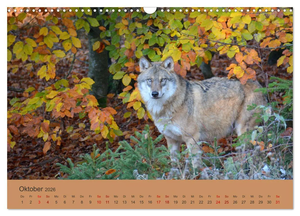 Bild: 9783457872291 | Begegnungen DER WOLF (Wandkalender 2026 DIN A3 quer), CALVENDO...