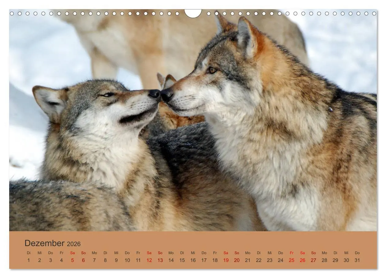 Bild: 9783457872291 | Begegnungen DER WOLF (Wandkalender 2026 DIN A3 quer), CALVENDO...