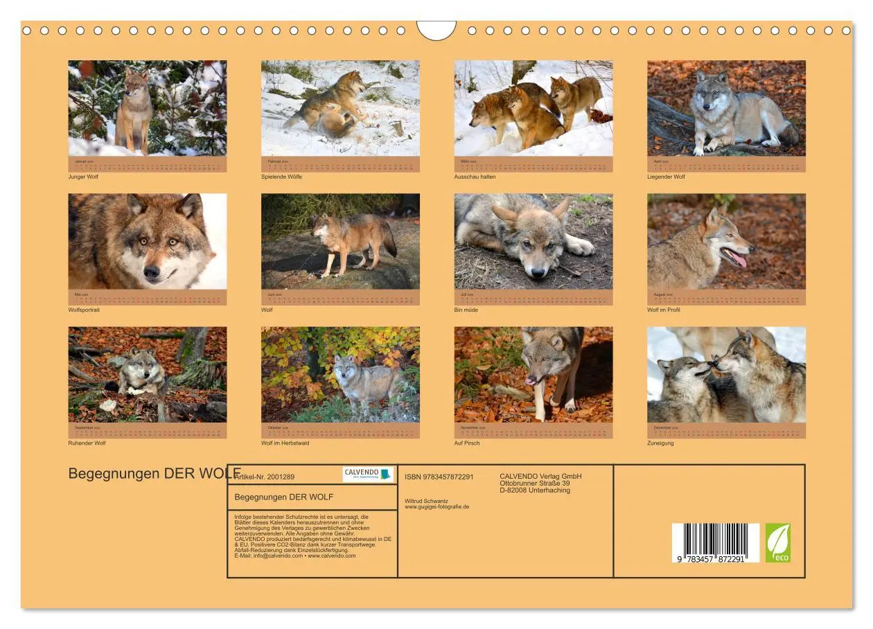 Bild: 9783457872291 | Begegnungen DER WOLF (Wandkalender 2026 DIN A3 quer), CALVENDO...