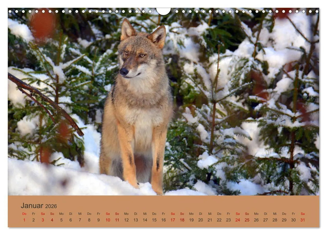 Bild: 9783457872291 | Begegnungen DER WOLF (Wandkalender 2026 DIN A3 quer), CALVENDO...