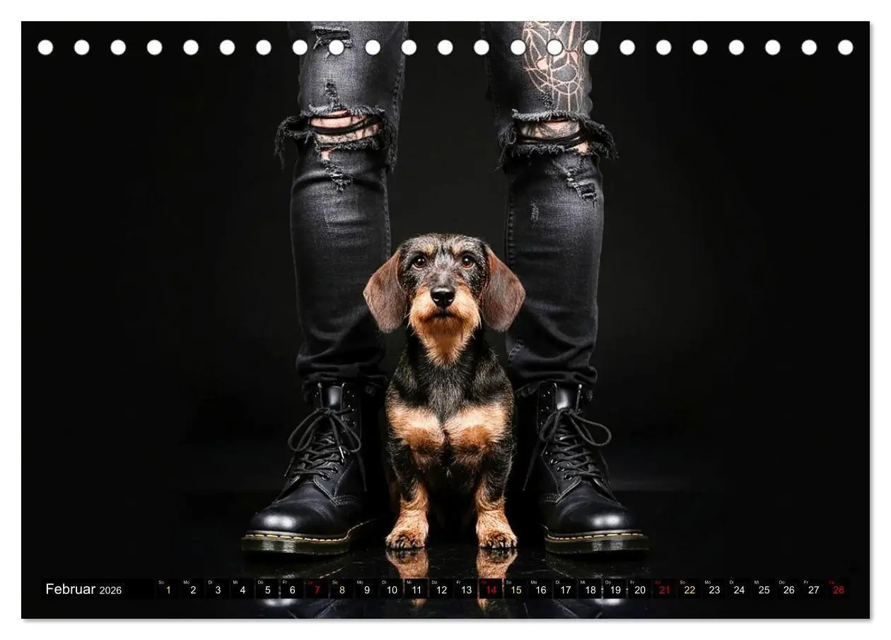 Bild: 9783516722291 | Coole Typen - Rauhaardackel (Tischkalender 2026 DIN A5 quer),...