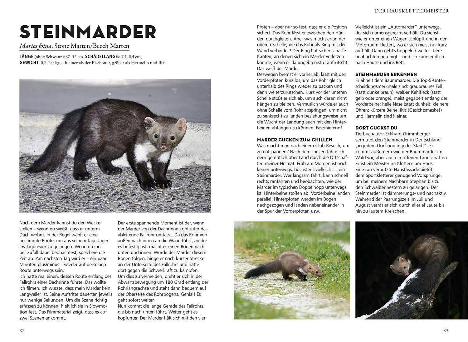 Bild: 9783440172391 | Die siehst du - Die Tiere um dich herum | Ralf Bürglin | Taschenbuch