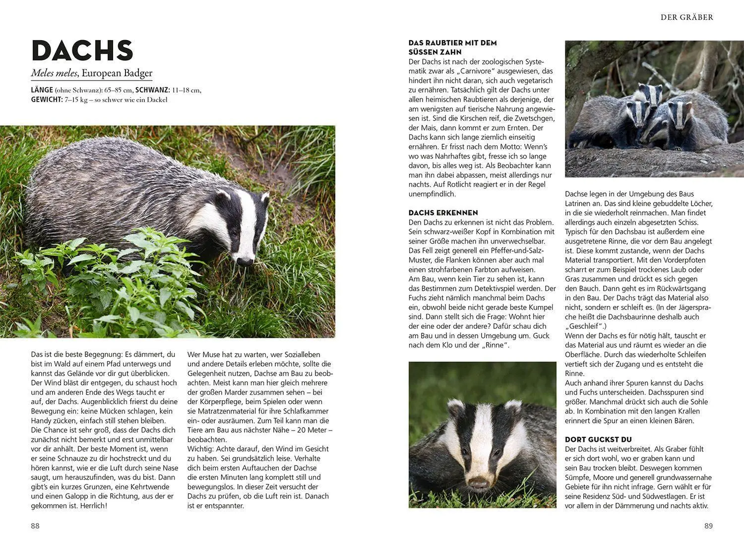 Bild: 9783440172391 | Die siehst du - Die Tiere um dich herum | Ralf Bürglin | Taschenbuch