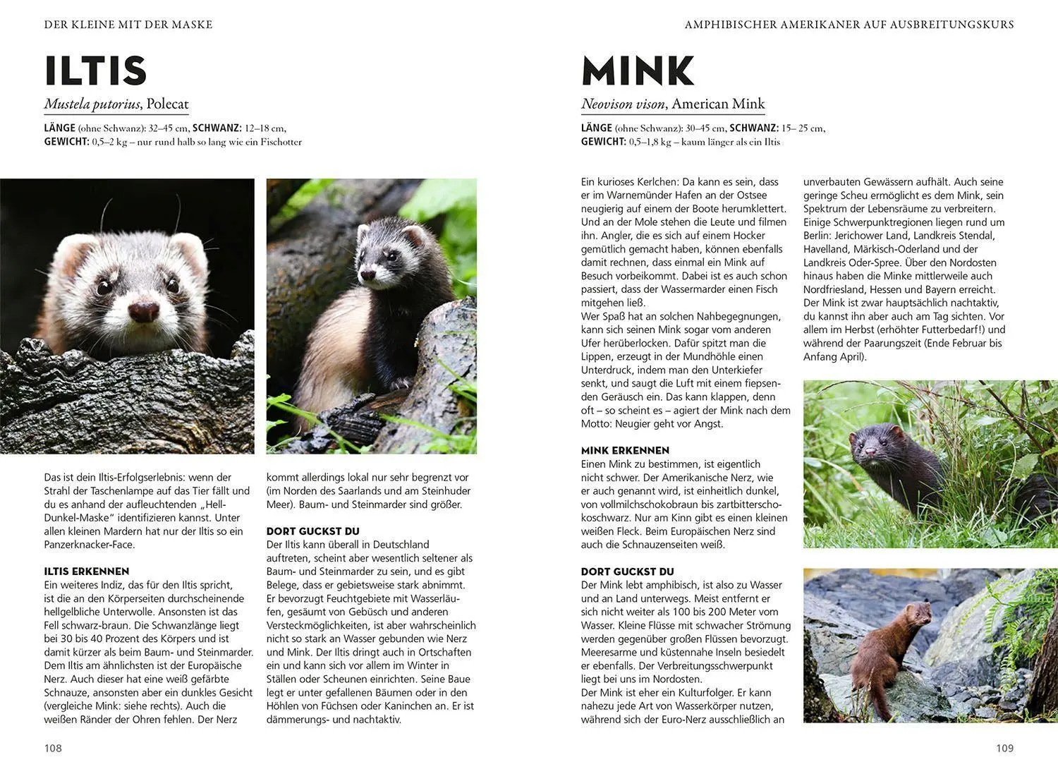 Bild: 9783440172391 | Die siehst du - Die Tiere um dich herum | Ralf Bürglin | Taschenbuch