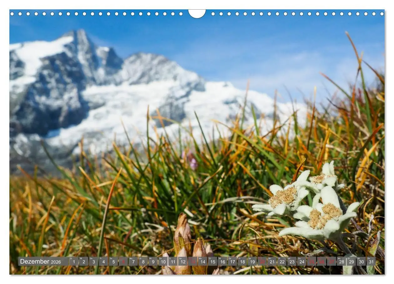 Bild: 9783457932391 | Flora der Alpen (Wandkalender 2026 DIN A3 quer), CALVENDO...