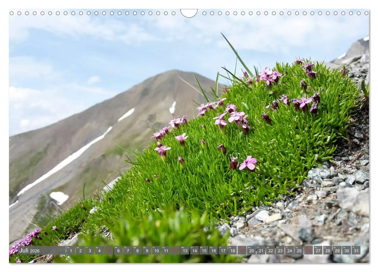 Bild: 9783457932391 | Flora der Alpen (Wandkalender 2026 DIN A3 quer), CALVENDO...