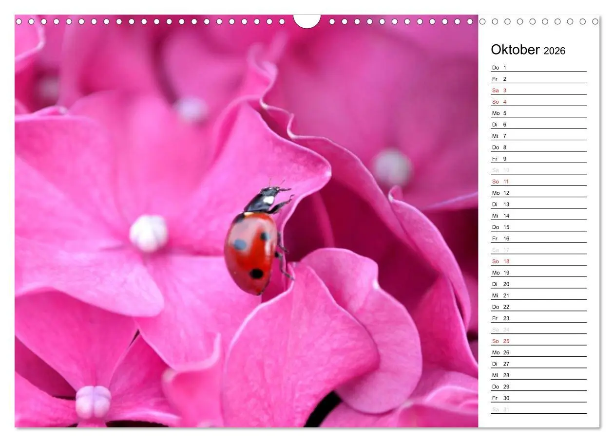 Bild: 9783516182491 | Marienkäfer 2026 (Wandkalender 2026 DIN A3 quer), CALVENDO...