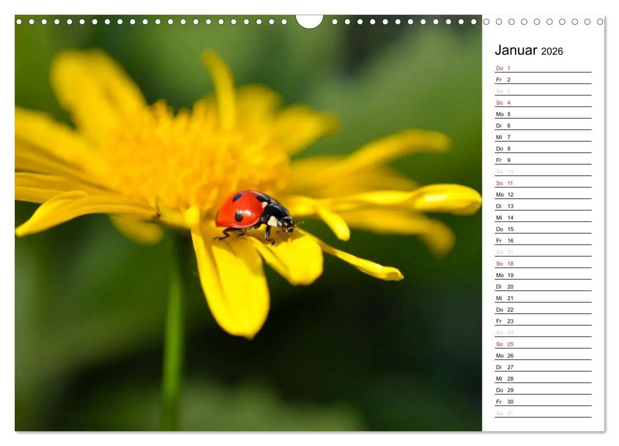 Bild: 9783516182491 | Marienkäfer 2026 (Wandkalender 2026 DIN A3 quer), CALVENDO...