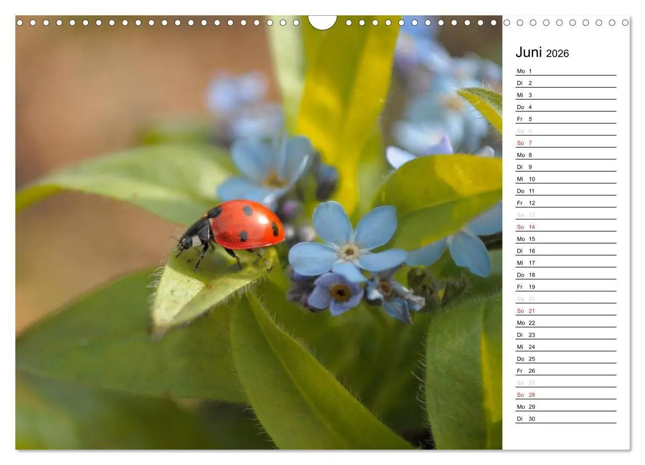 Bild: 9783516182491 | Marienkäfer 2026 (Wandkalender 2026 DIN A3 quer), CALVENDO...