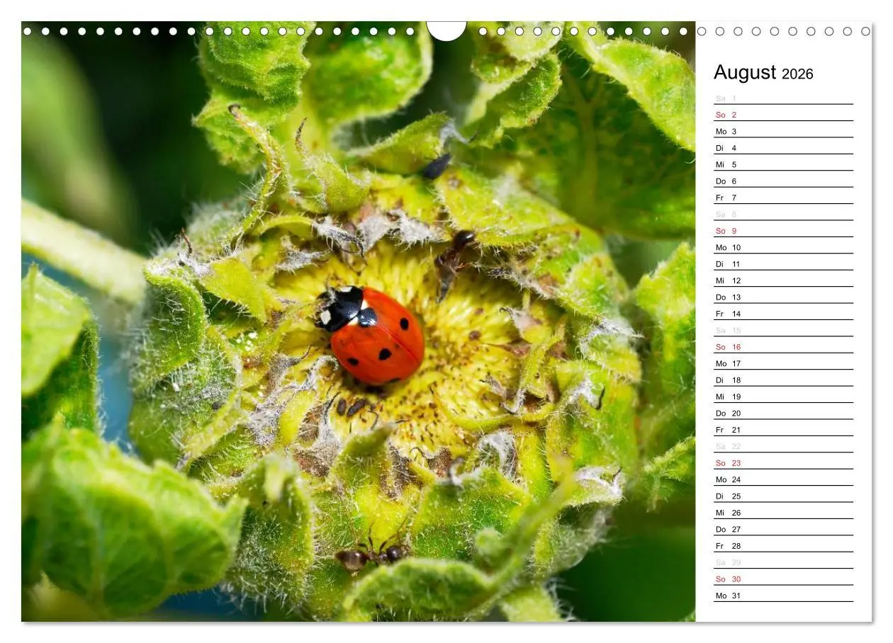 Bild: 9783516182491 | Marienkäfer 2026 (Wandkalender 2026 DIN A3 quer), CALVENDO...