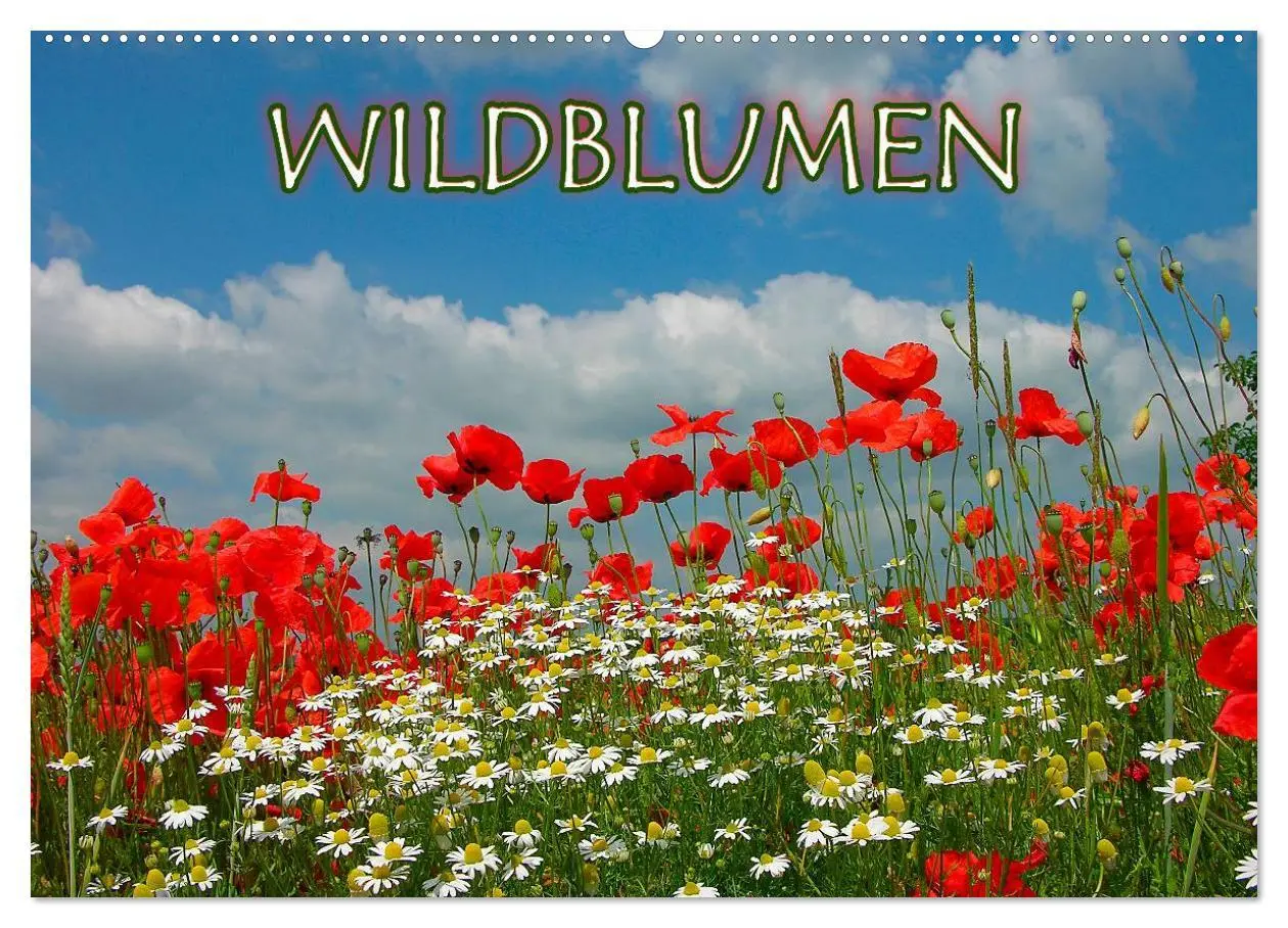 Cover: 9783516172591 | Wildblumen 2026 (Wandkalender 2026 DIN A2 quer), CALVENDO...