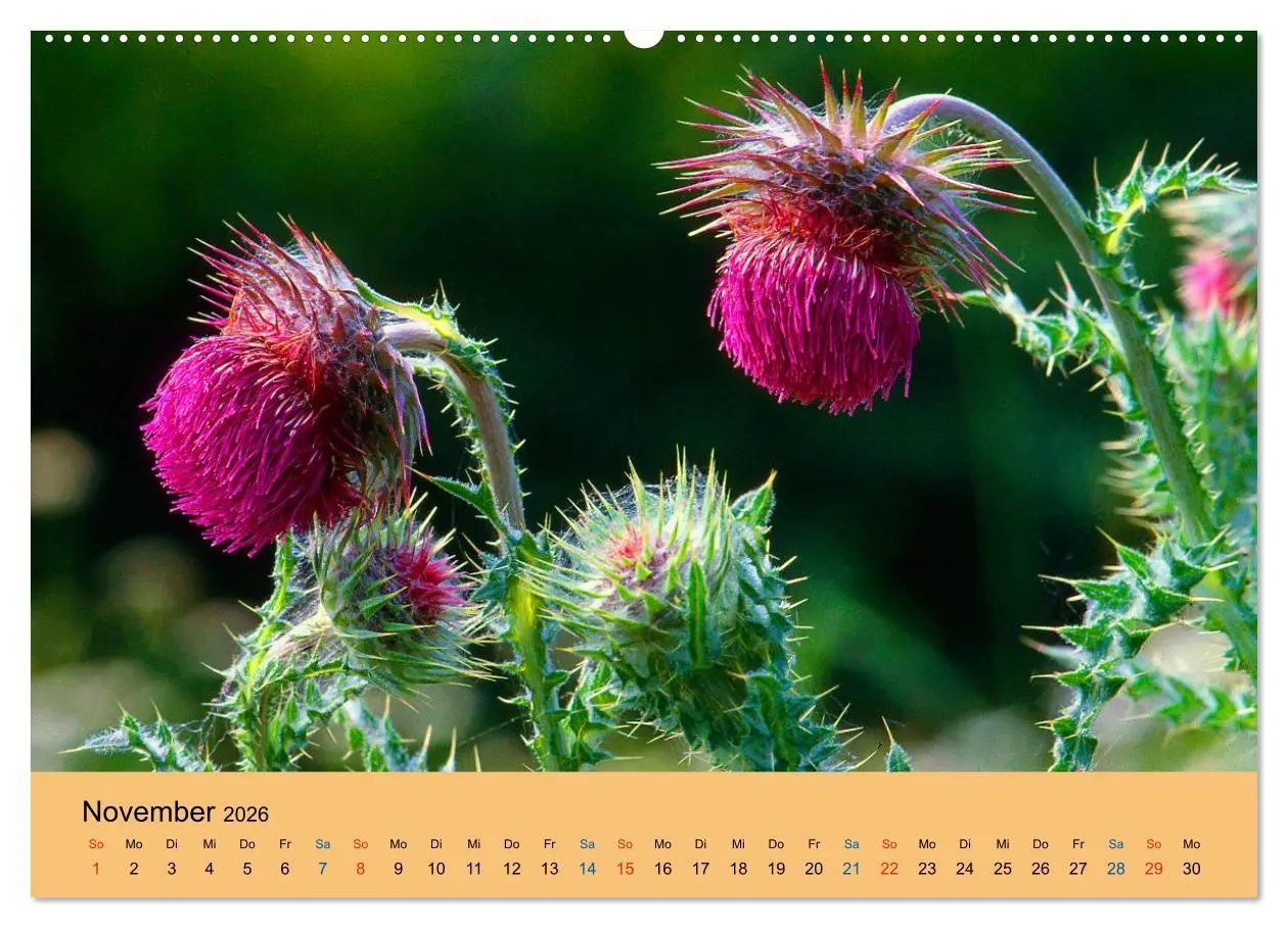 Bild: 9783516172591 | Wildblumen 2026 (Wandkalender 2026 DIN A2 quer), CALVENDO...