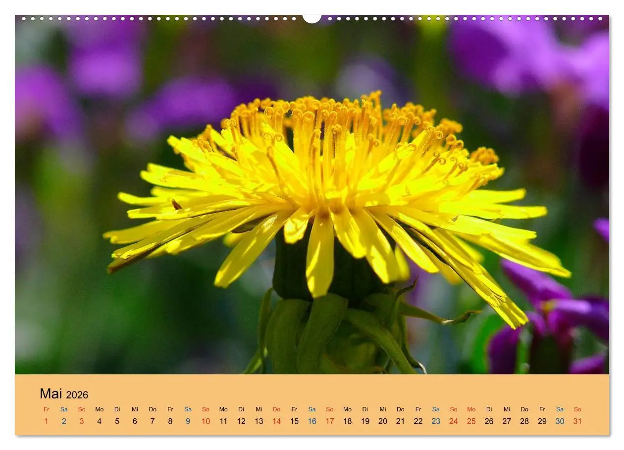 Bild: 9783516172591 | Wildblumen 2026 (Wandkalender 2026 DIN A2 quer), CALVENDO...