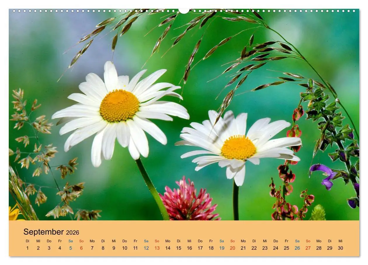 Bild: 9783516172591 | Wildblumen 2026 (Wandkalender 2026 DIN A2 quer), CALVENDO...