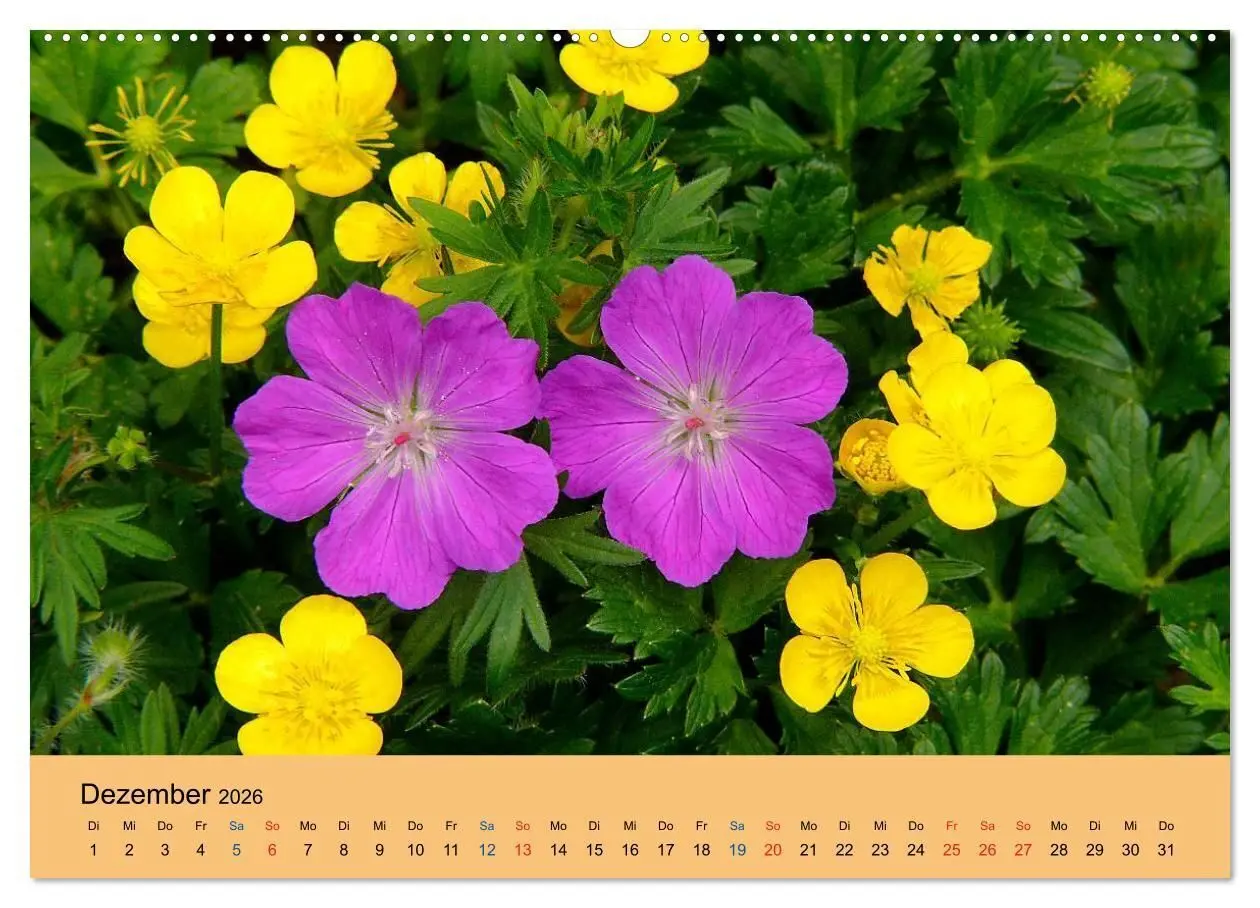Bild: 9783516172591 | Wildblumen 2026 (Wandkalender 2026 DIN A2 quer), CALVENDO...