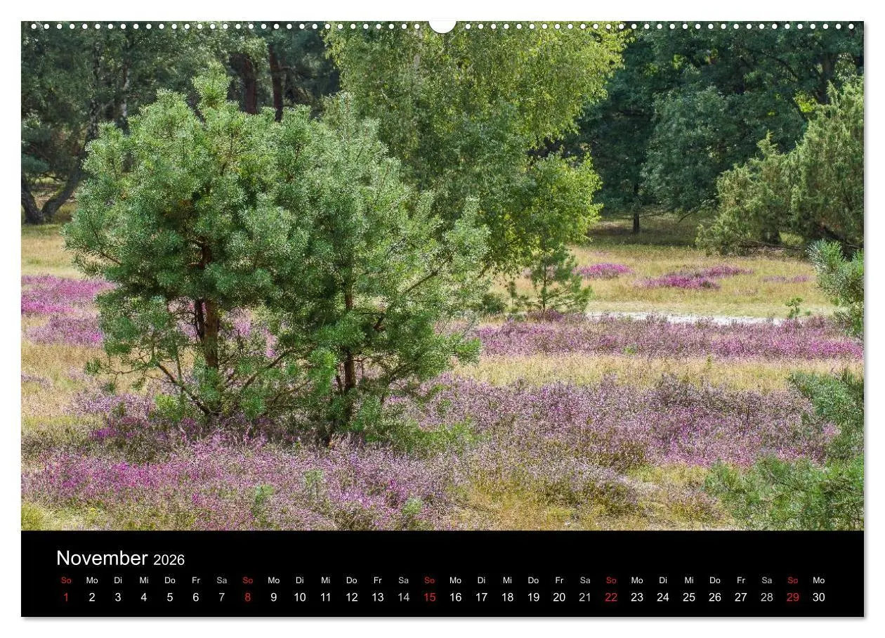 Bild: 9783516173291 | Lüneburger Heide (Wandkalender 2026 DIN A2 quer), CALVENDO...
