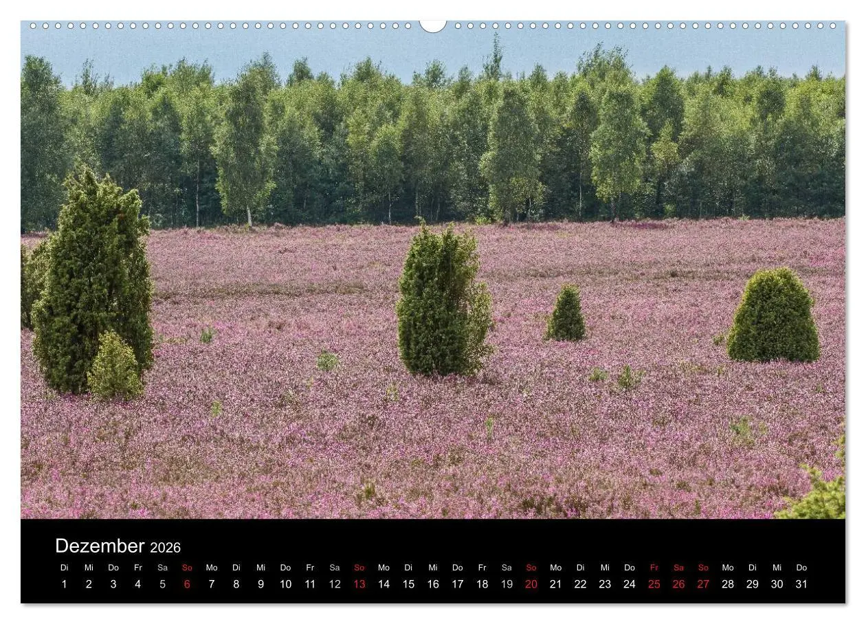 Bild: 9783516173291 | Lüneburger Heide (Wandkalender 2026 DIN A2 quer), CALVENDO...